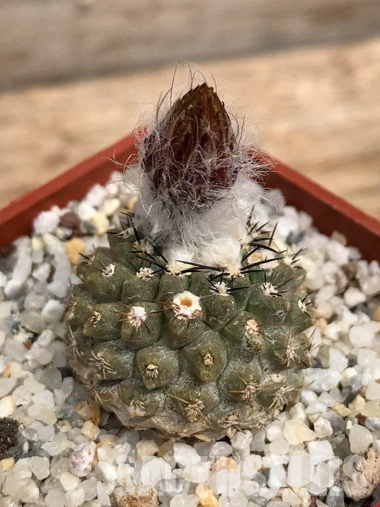 SHPR6090 Pyrrhocactus deherdtiana AW 236, Punta Huasco, 40km Caleta Sarco, Chile - immagine 3