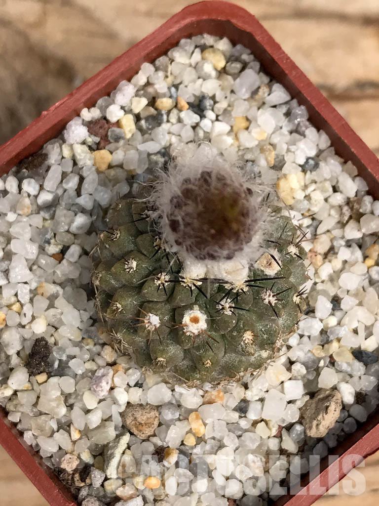 SHPR6090 Pyrrhocactus deherdtiana AW 236, Punta Huasco, 40km Caleta Sarco, Chile - immagine 4