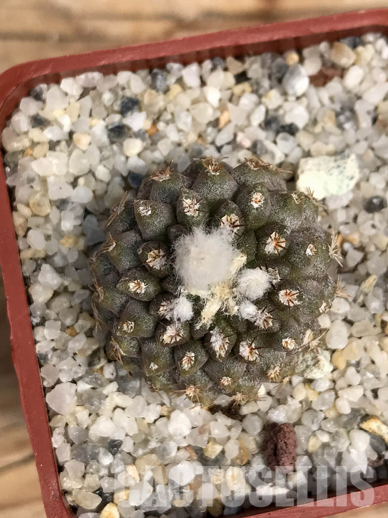 SHPR6090 Pyrrhocactus deherdtiana AW 236, Punta Huasco, 40km Caleta Sarco, Chile - immagine 5