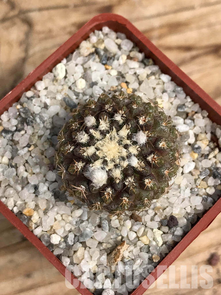 SHPR6090 Pyrrhocactus deherdtiana AW 236, Punta Huasco, 40km Caleta Sarco, Chile - immagine 6