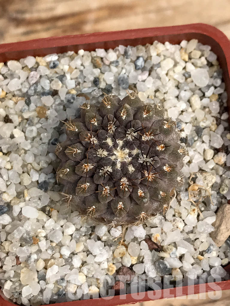 SHPR6090 Pyrrhocactus deherdtiana AW 236, Punta Huasco, 40km Caleta Sarco, Chile - immagine 7