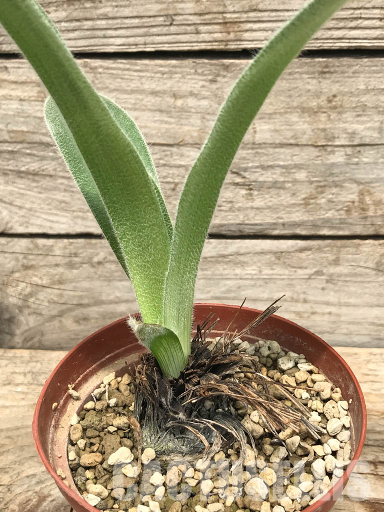 SHPR6119 Hypoxis obtusa silver leaf, Lupembe, Tanzania - Obrázek 2