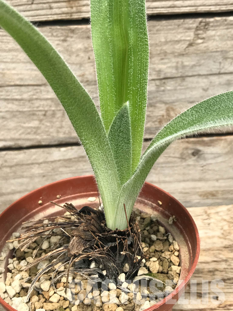 SHPR6119 Hypoxis obtusa silver leaf, Lupembe, Tanzania - Obrázek 3