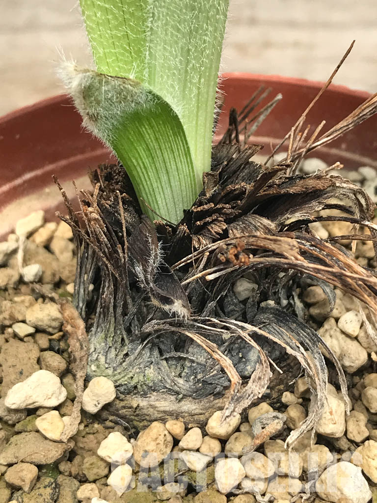 SHPR6119 Hypoxis obtusa silver leaf, Lupembe, Tanzania - Obrázek 4