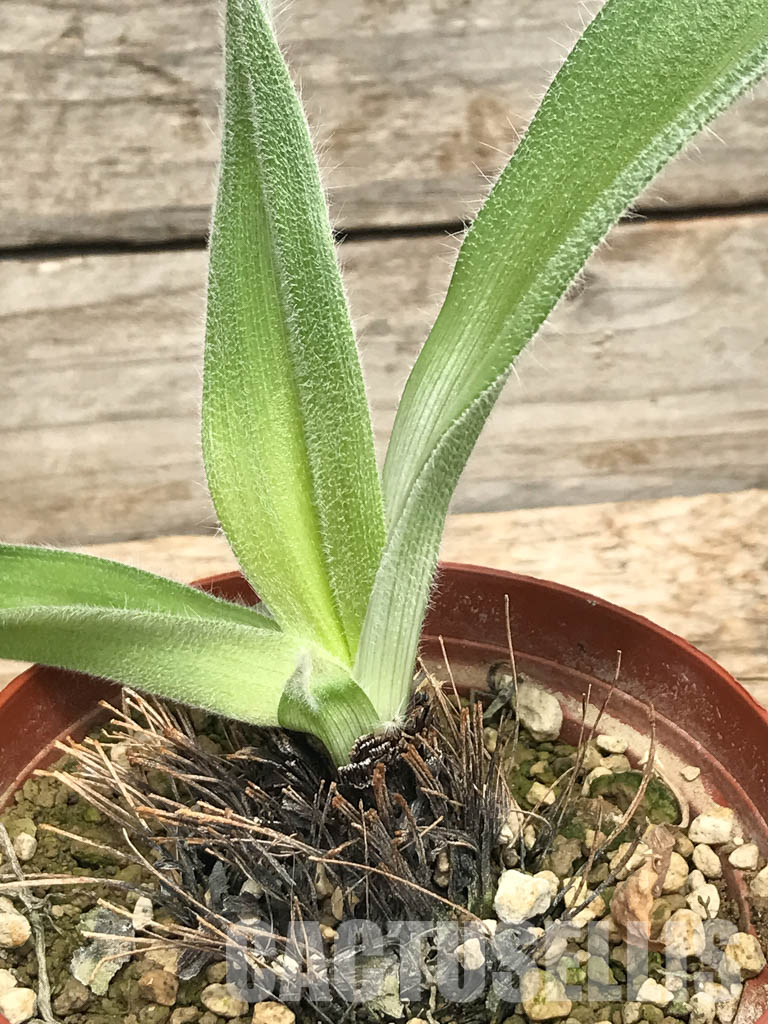 SHPR6119 Hypoxis obtusa silver leaf, Lupembe, Tanzania - Obrázek 5