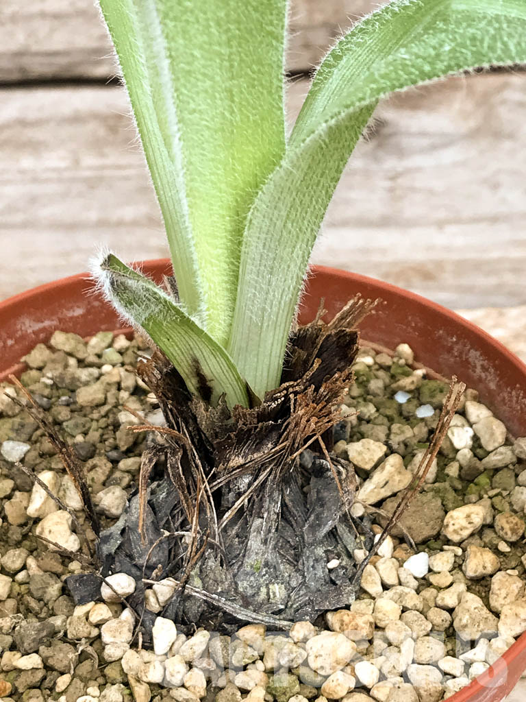 SHPR6119 Hypoxis obtusa silver leaf, Lupembe, Tanzania - Obrázek 6