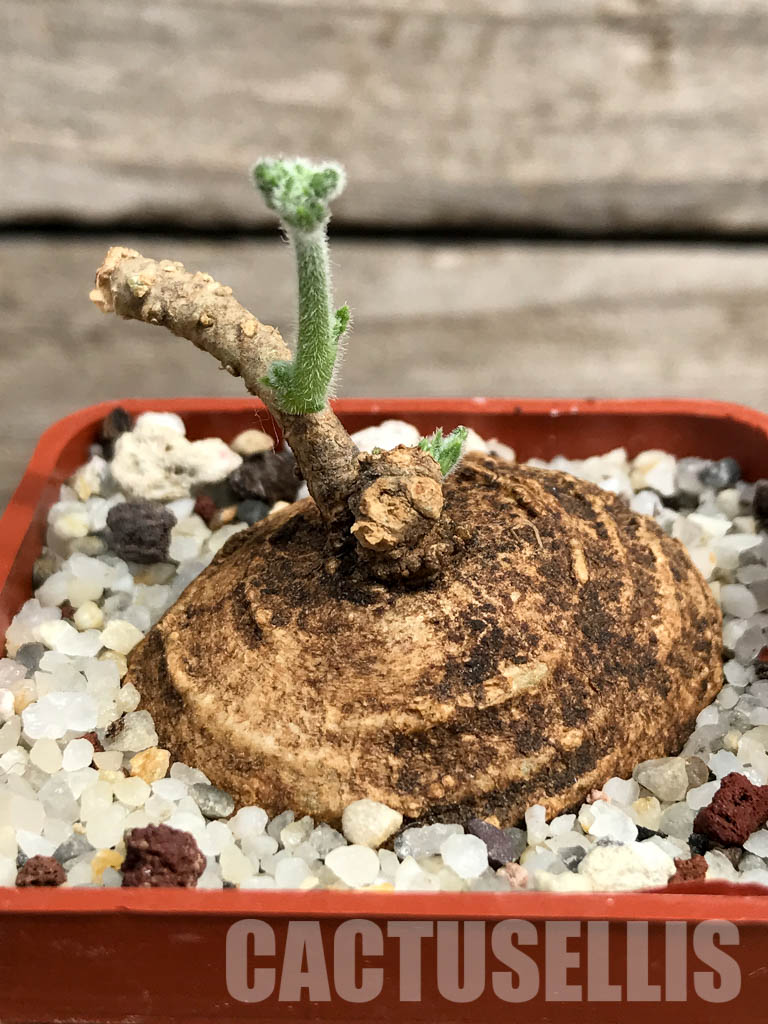 SHPR6122 Trochomeria macrocarpa, Madibira, Tanzania, East Africa - immagine 2