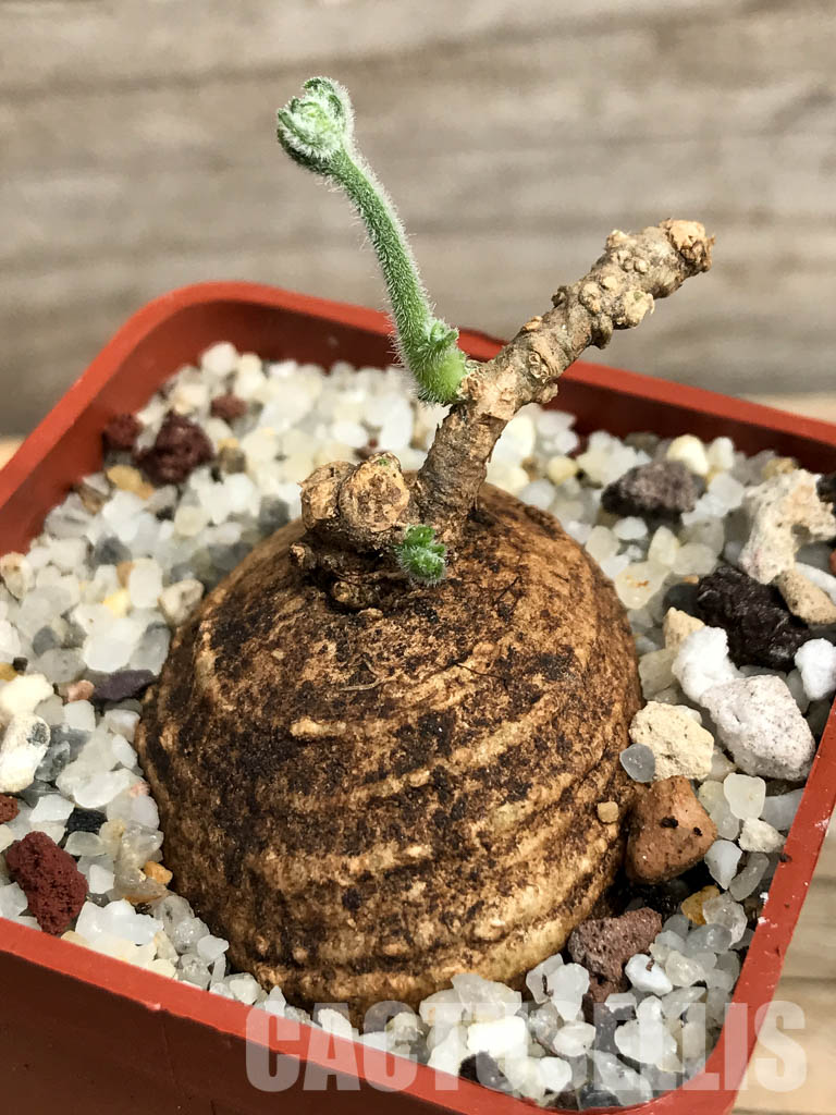 SHPR6122 Trochomeria macrocarpa, Madibira, Tanzania, East Africa - immagine 3