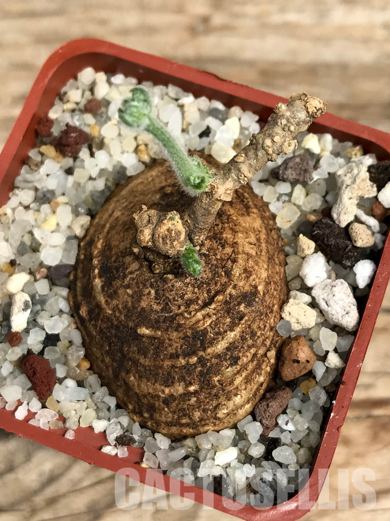 SHPR6122 Trochomeria macrocarpa, Madibira, Tanzania, East Africa - immagine 4