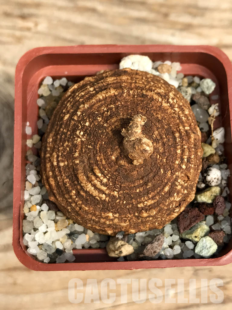 SHPR6122 Trochomeria macrocarpa, Madibira, Tanzania, East Africa - immagine 7