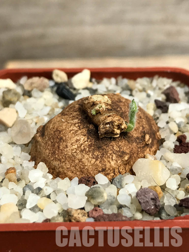 SHPR6123 Trochomeria macrocarpa, Madibira, Tanzania, East Africa – Image 2