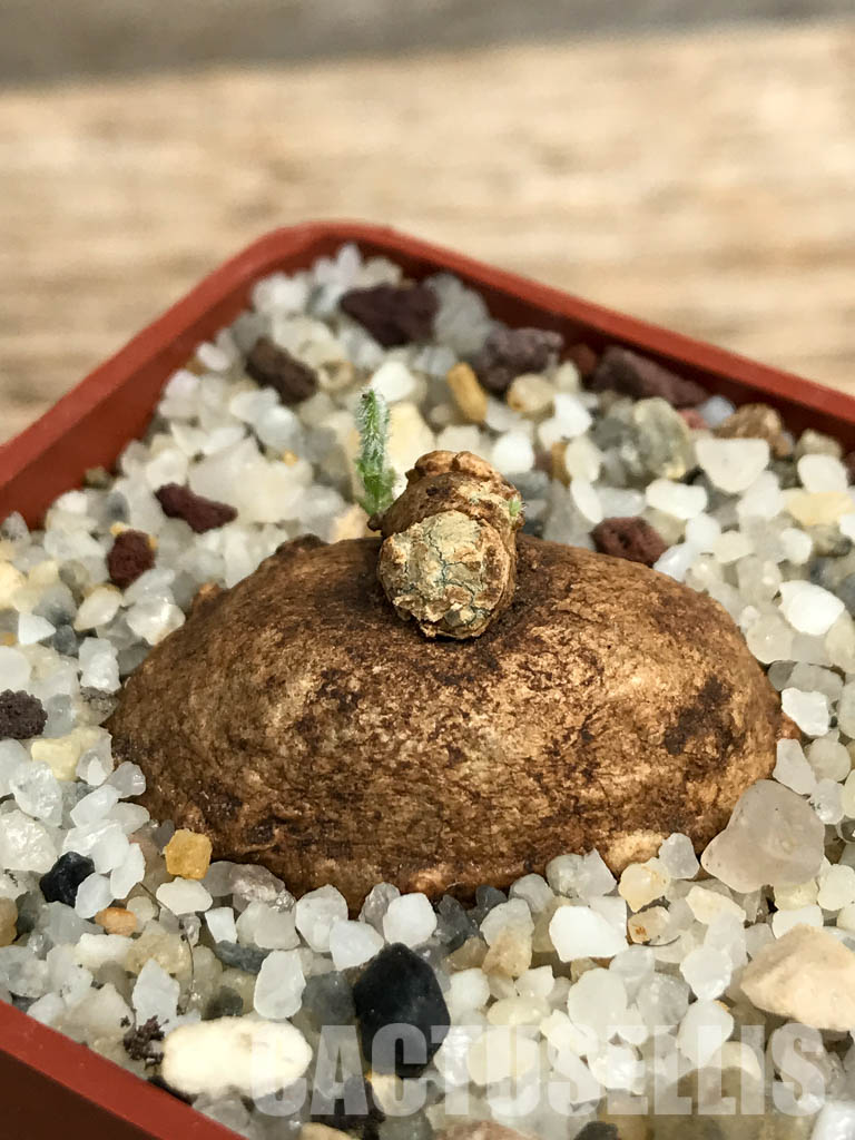 SHPR6123 Trochomeria macrocarpa, Madibira, Tanzania, East Africa – Image 3