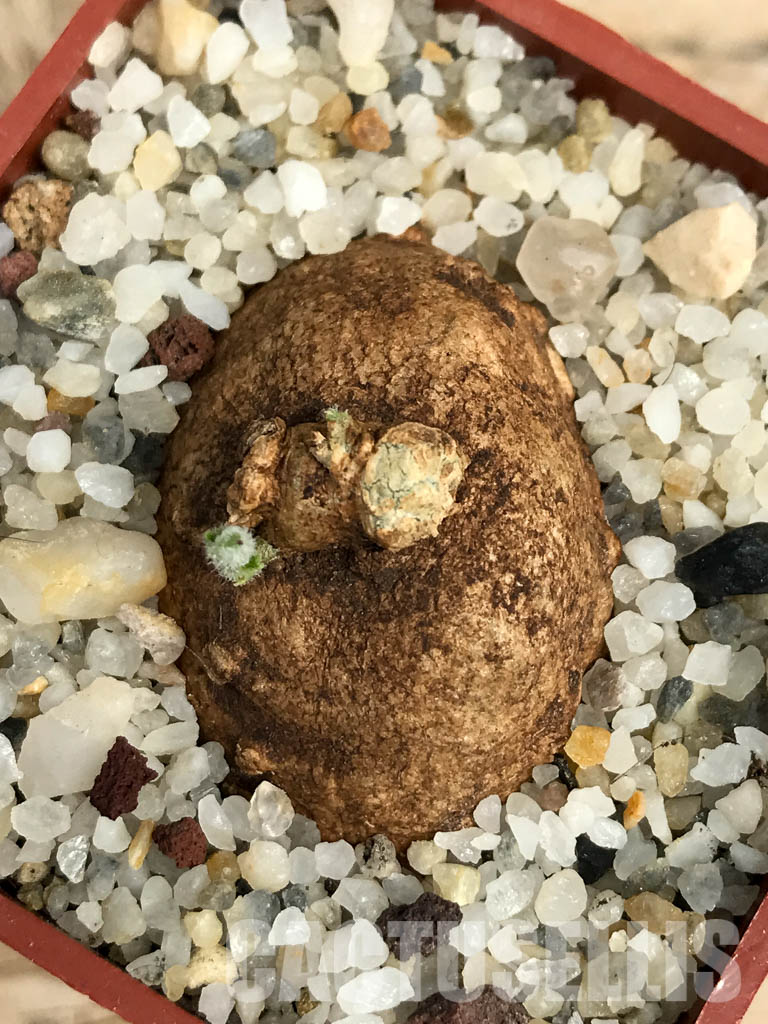 SHPR6123 Trochomeria macrocarpa, Madibira, Tanzania, East Africa – Image 4