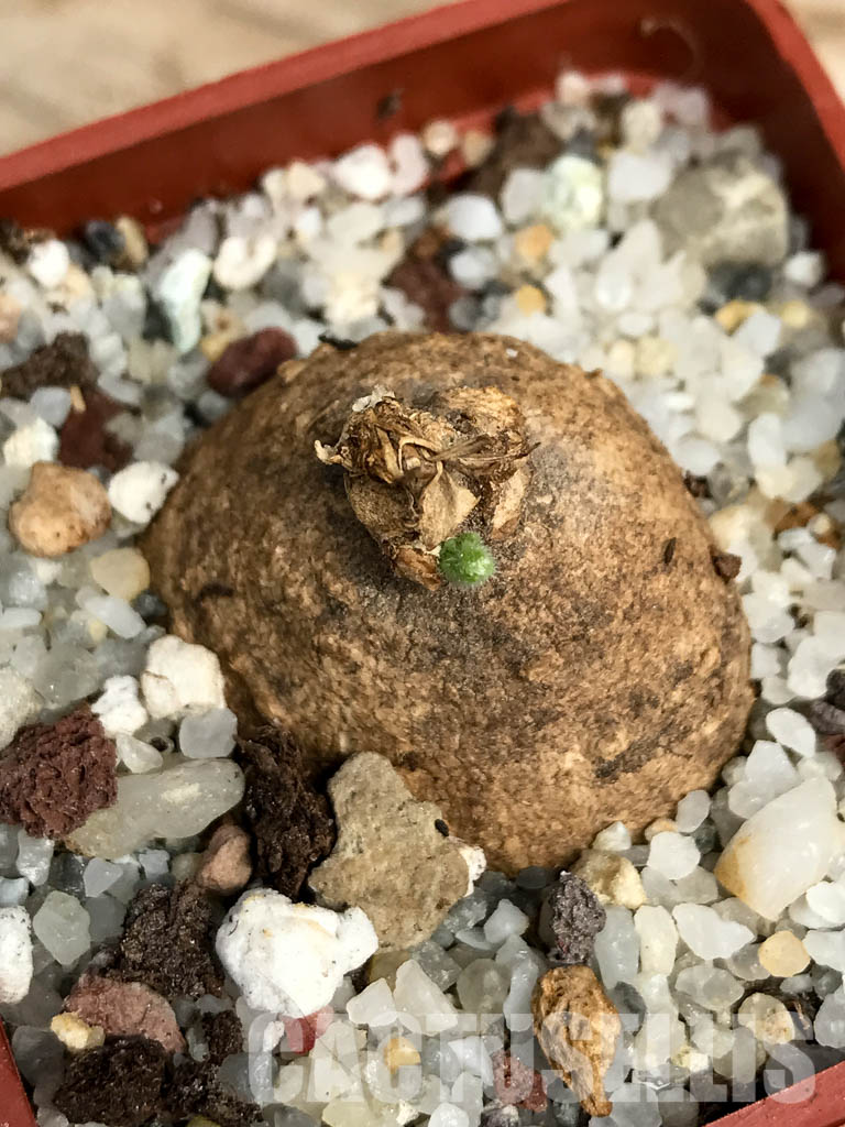 SHPR6123 Trochomeria macrocarpa, Madibira, Tanzania, East Africa – Image 5