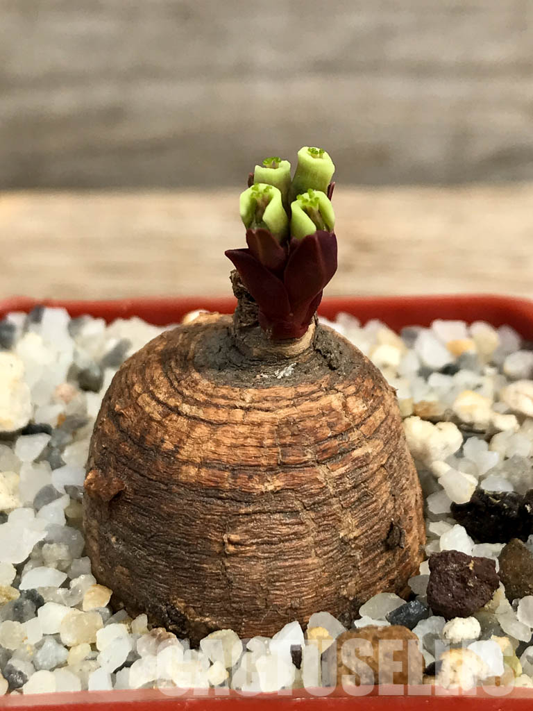 SHPR6124 Monadenium orobanchoides, W Mpanda, Tanzania - Image 2