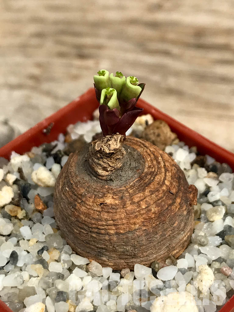 SHPR6124 Monadenium orobanchoides, W Mpanda, Tanzania
