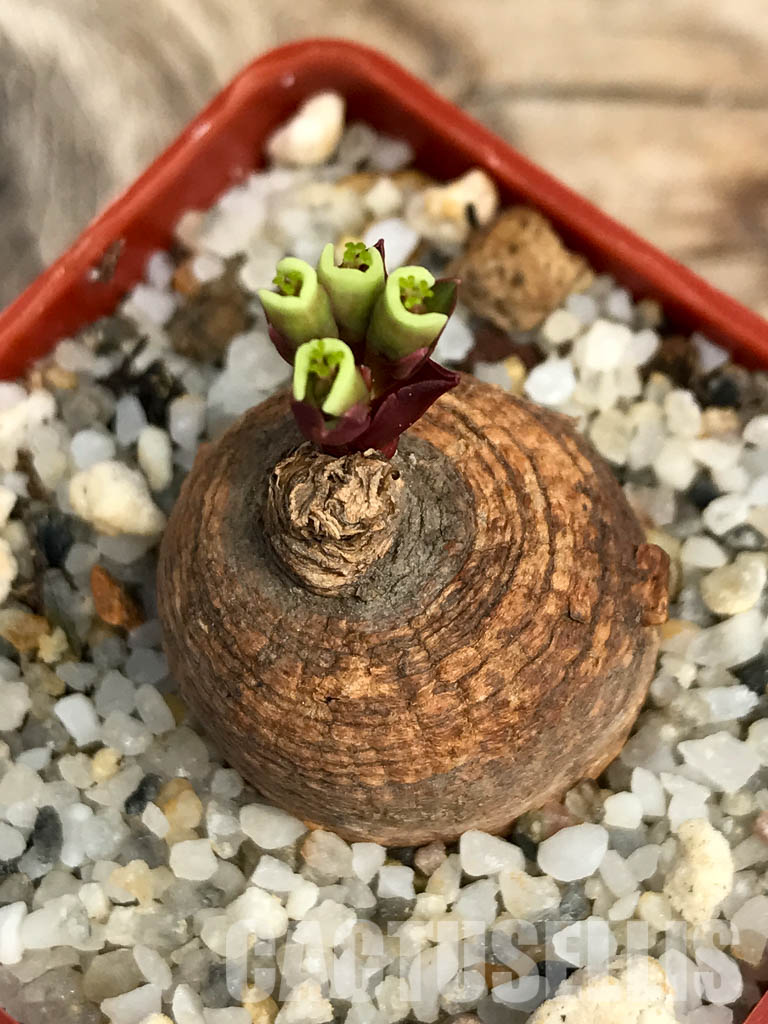 SHPR6124 Monadenium orobanchoides, W Mpanda, Tanzania - Image 4