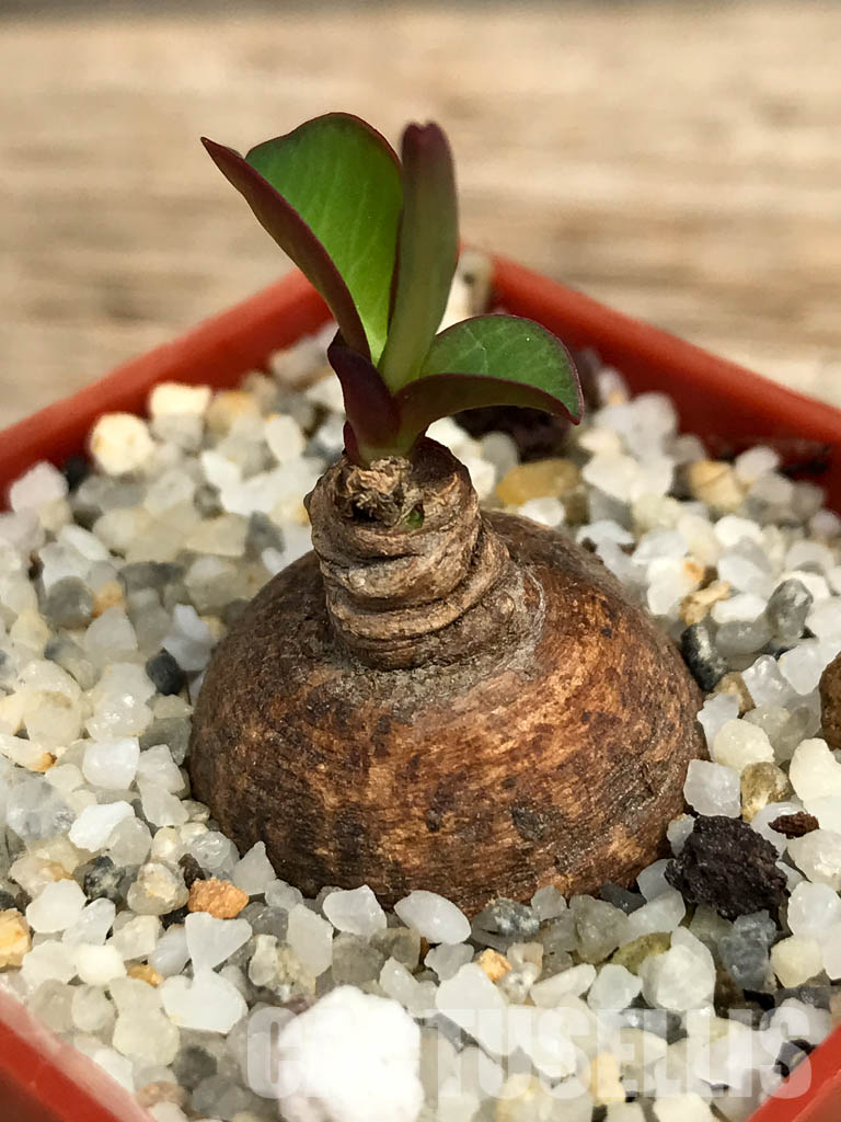 SHPR6124 Monadenium orobanchoides, W Mpanda, Tanzania - Image 5