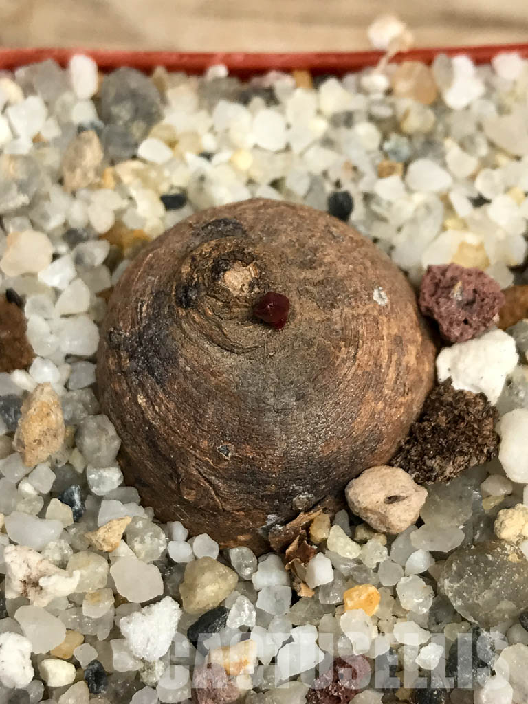 SHPR6124 Monadenium orobanchoides, W Mpanda, Tanzania - Image 6