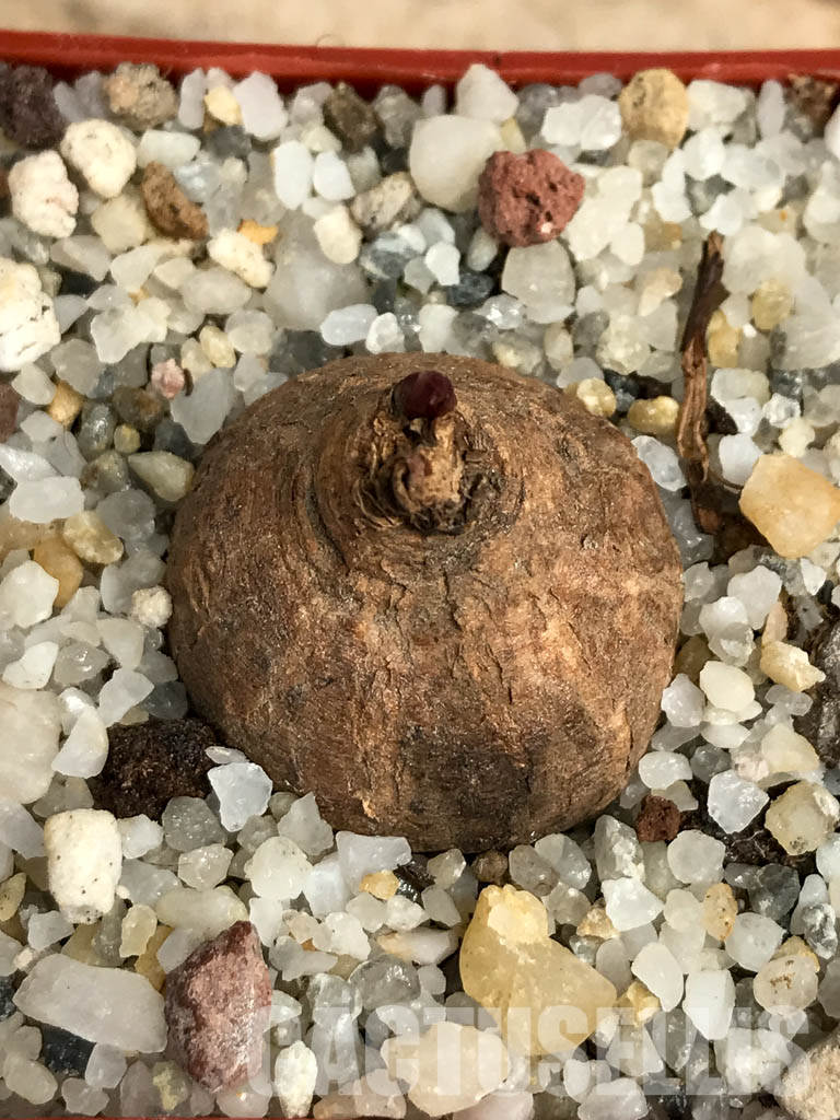 SHPR6124 Monadenium orobanchoides, W Mpanda, Tanzania - Image 7