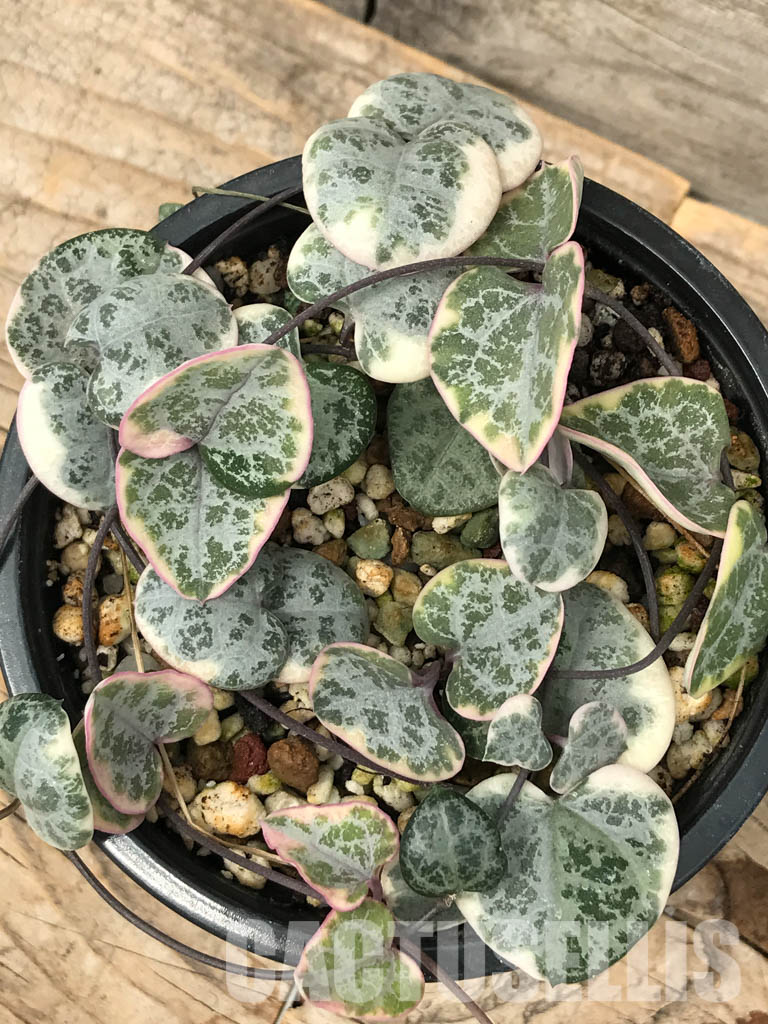 SHPR6126 Ceropegia woodii Variegated - Зображення 2