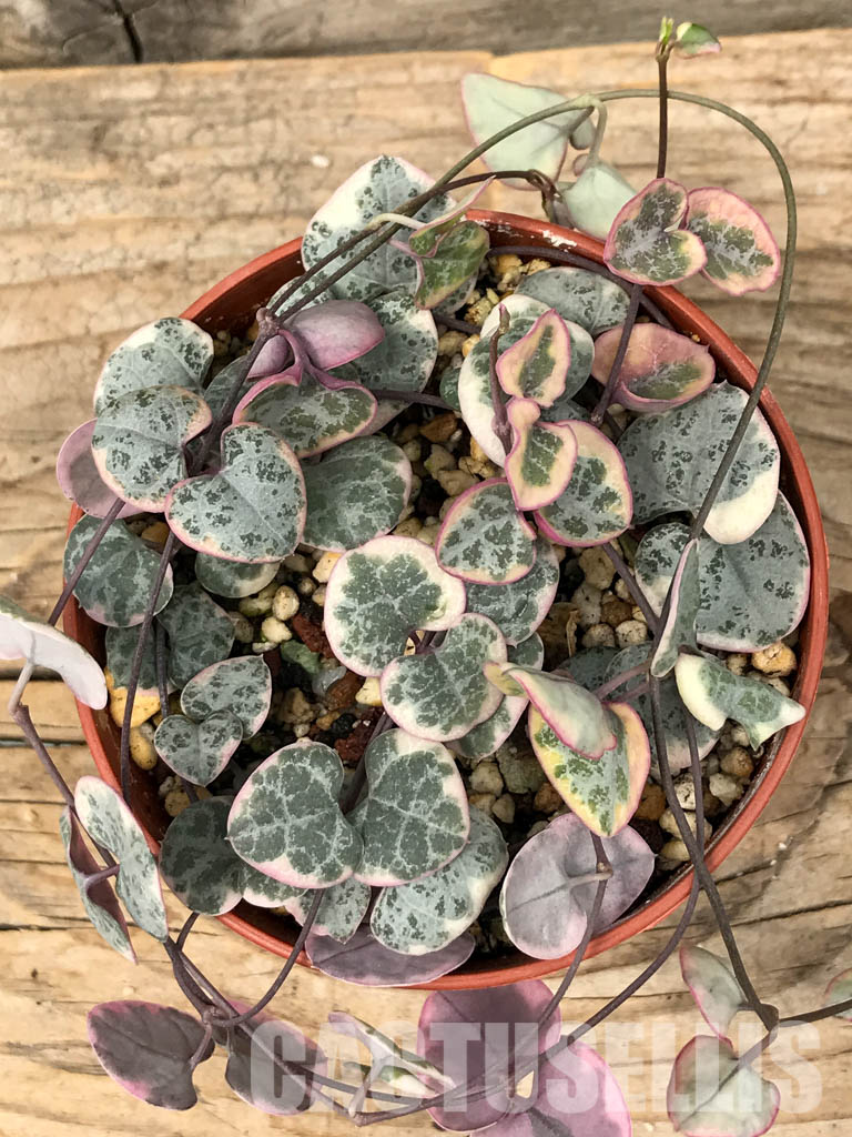 SHPR6126 Ceropegia woodii Variegated