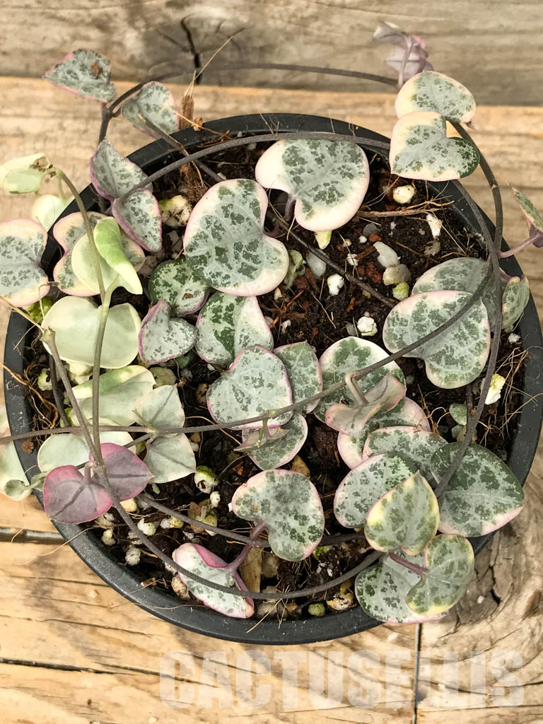 SHPR6126 Ceropegia woodii Variegated - Зображення 4
