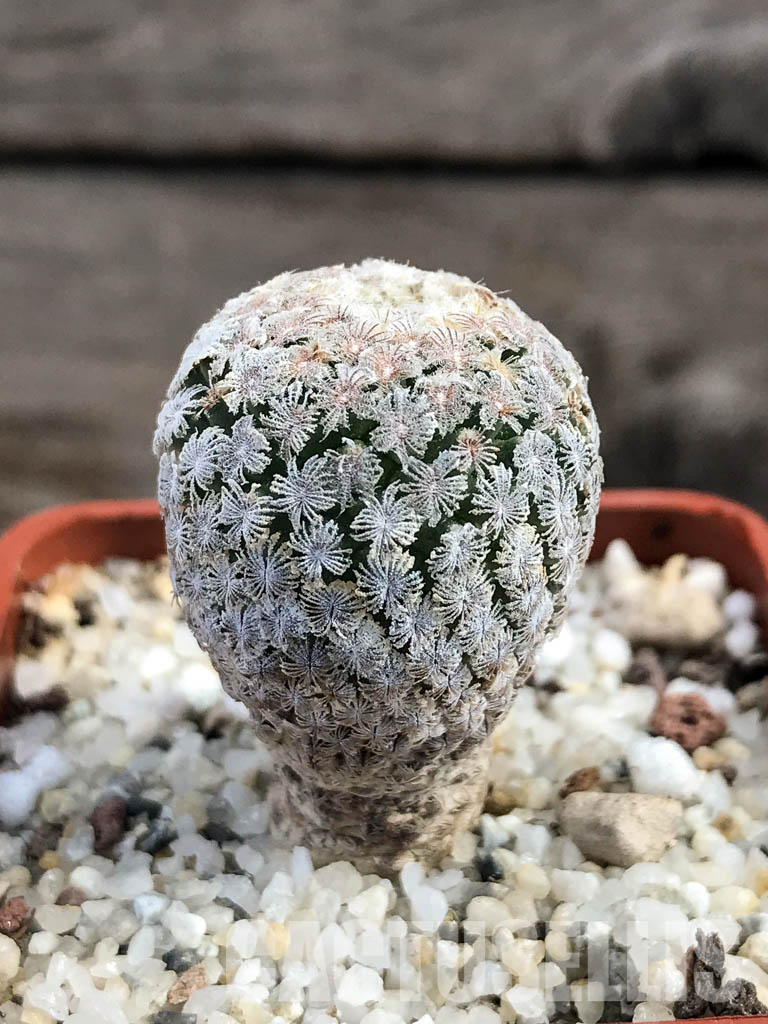 SHPR6141 Turbinicarpus valdezianus, Saltillo, Coahuila, Mexico - Image 2