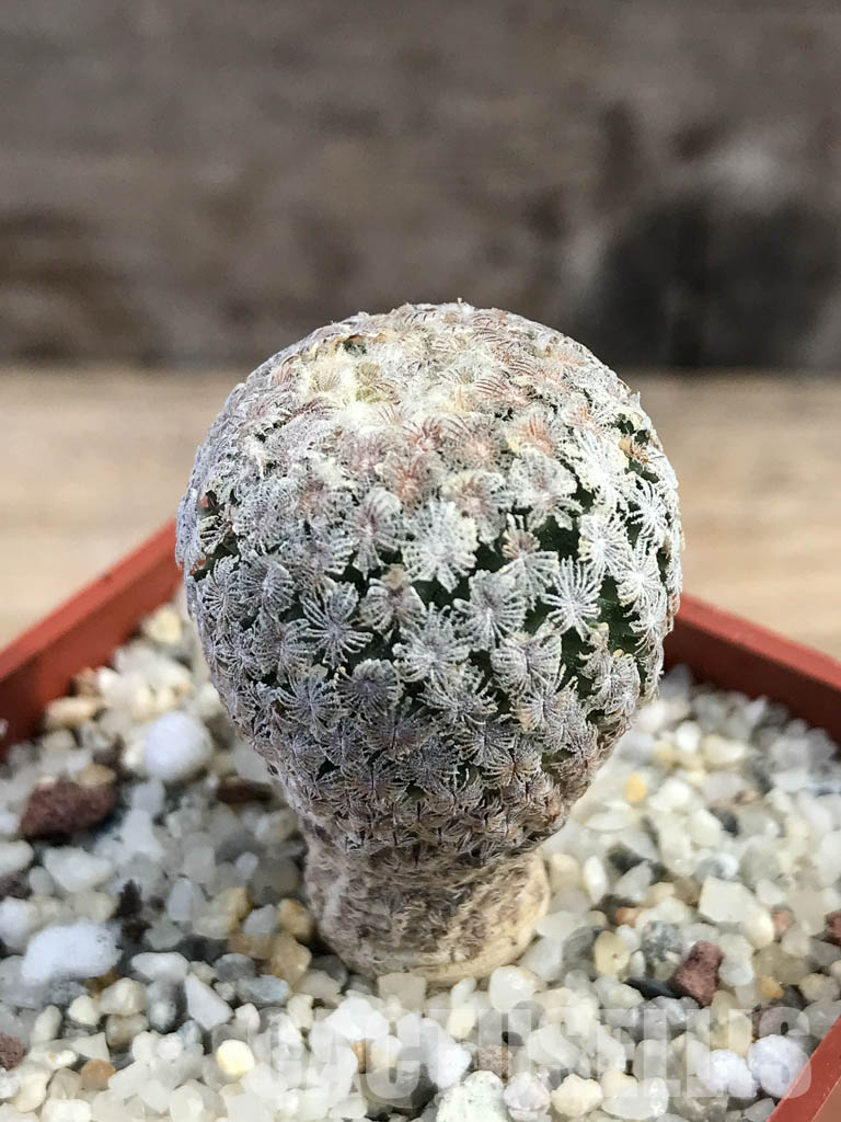 SHPR6141 Turbinicarpus valdezianus, Saltillo, Coahuila, Mexico - Image 3