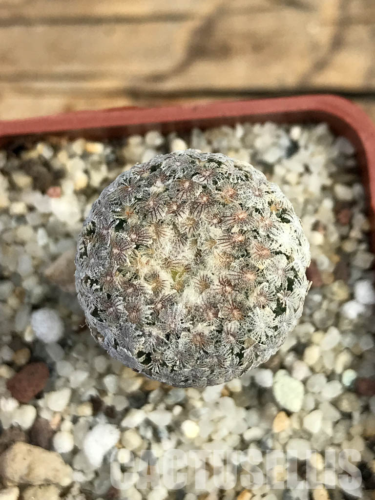 SHPR6141 Turbinicarpus valdezianus, Saltillo, Coahuila, Mexico