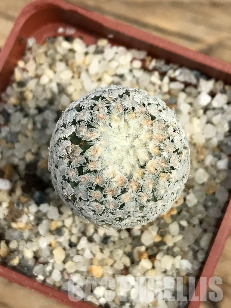 SHPR6141 Turbinicarpus valdezianus, Saltillo, Coahuila, Mexico - Image 5