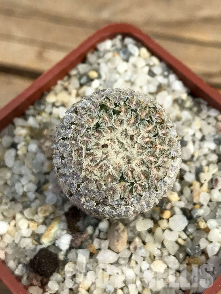 SHPR6141 Turbinicarpus valdezianus, Saltillo, Coahuila, Mexico - Image 6