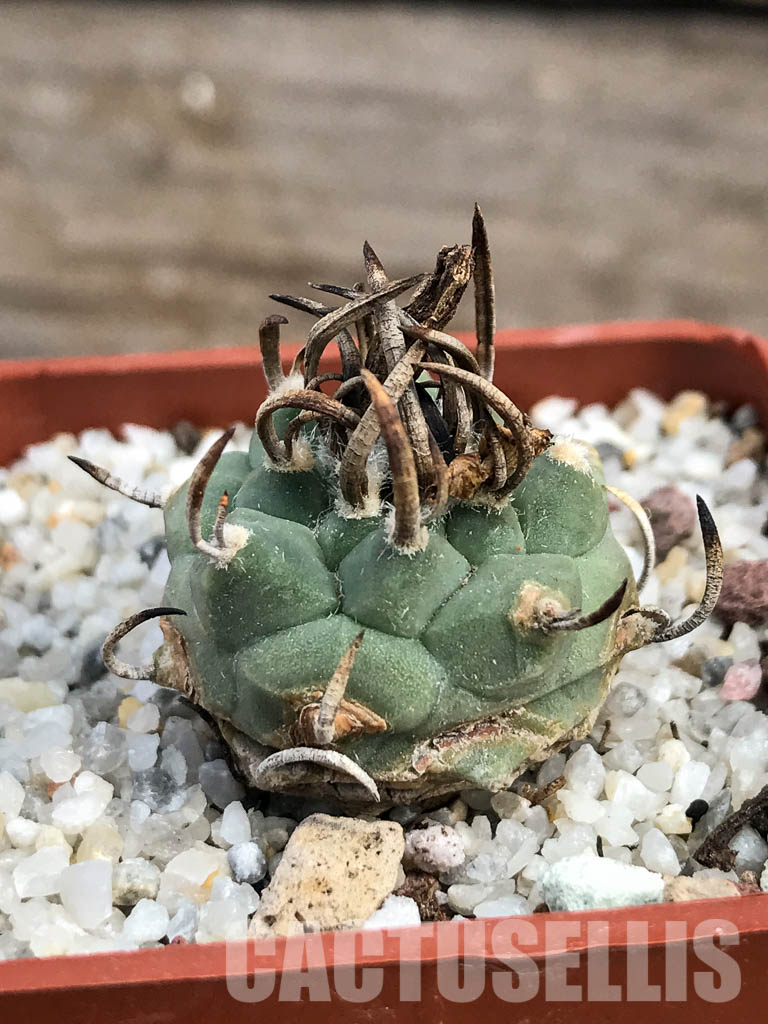 SHPR6146 Turbinicarpus schmiedickeanus subs. schwarzii, Guadalcazar, San Luis Potosi, Mexico - Image 2