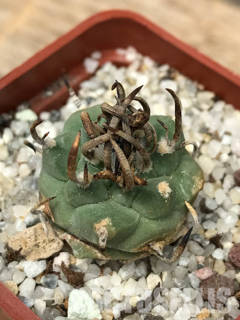 SHPR6146 Turbinicarpus schmiedickeanus subs. schwarzii, Guadalcazar, San Luis Potosi, Mexico - Image 3