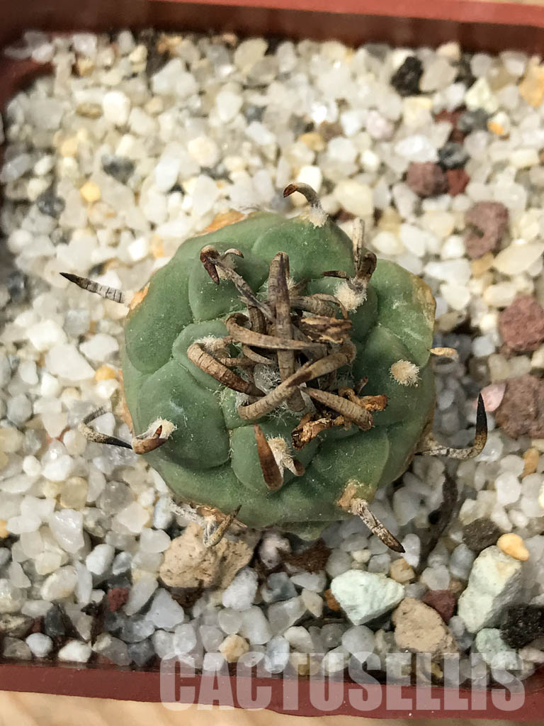 SHPR6146 Turbinicarpus schmiedickeanus subs. schwarzii, Guadalcazar, San Luis Potosi, Mexico