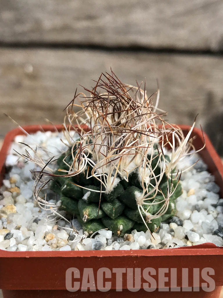 SHPR6148 Turbinicarpus krainzianus, México - Image 2