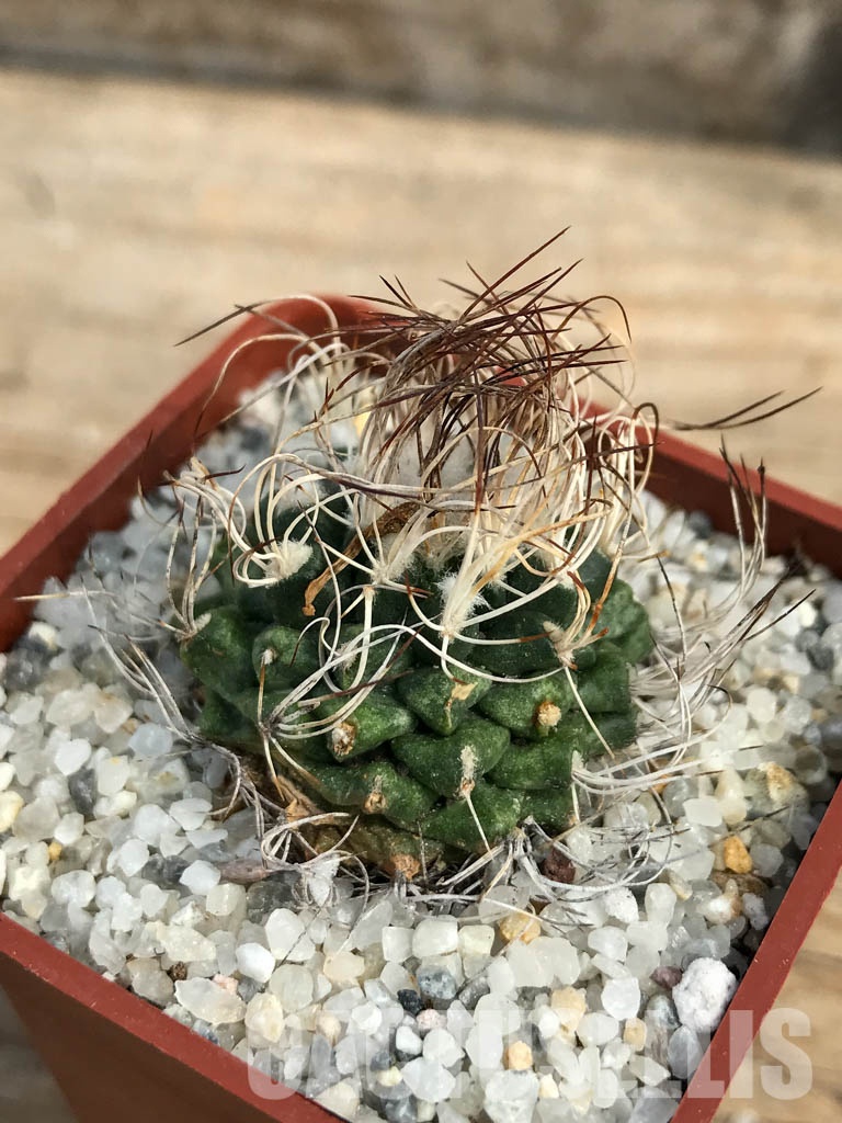 SHPR6148 Turbinicarpus krainzianus, México - Image 3