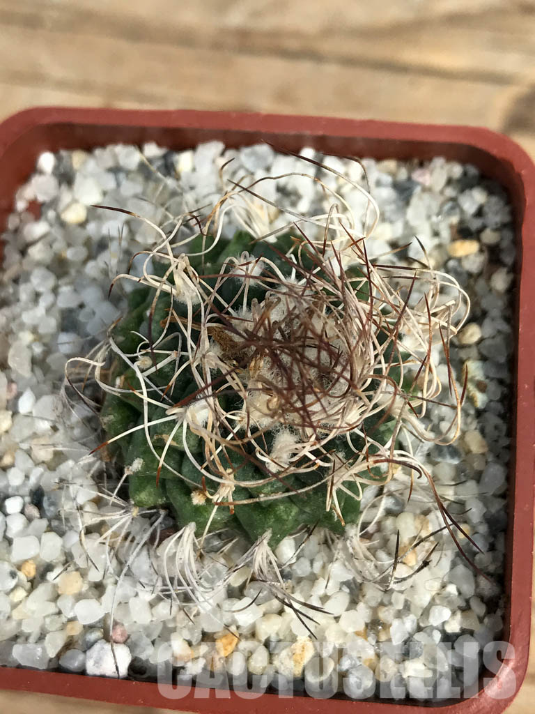 SHPR6148 Turbinicarpus krainzianus, México - Image 4