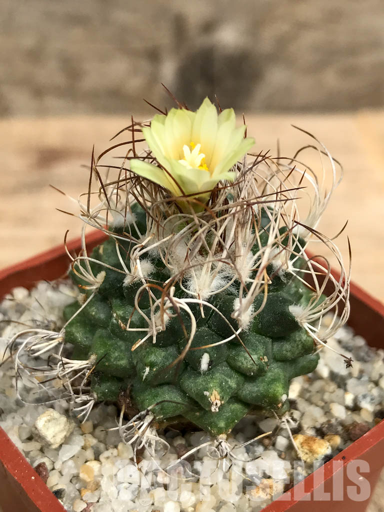 SHPR6148 Turbinicarpus krainzianus, México