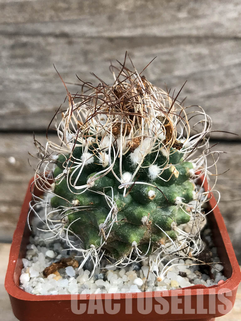 SHPR6149 Turbinicarpus krainzianus, México - Image 2