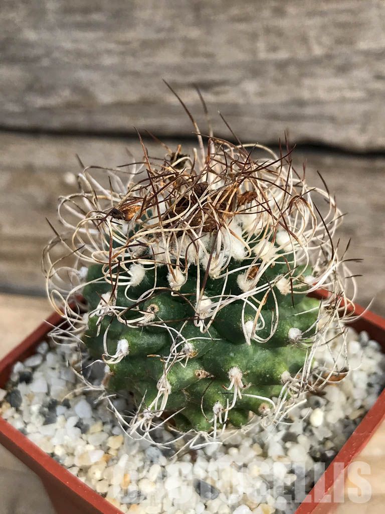 SHPR6149 Turbinicarpus krainzianus, México