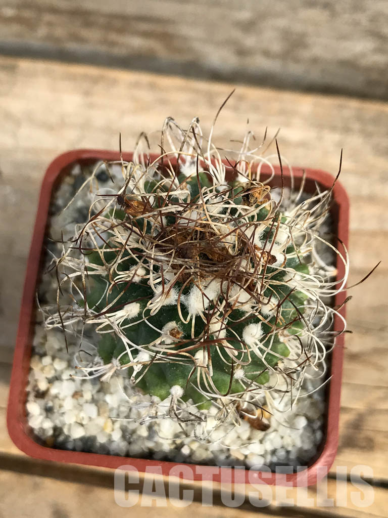 SHPR6149 Turbinicarpus krainzianus, México - Image 4