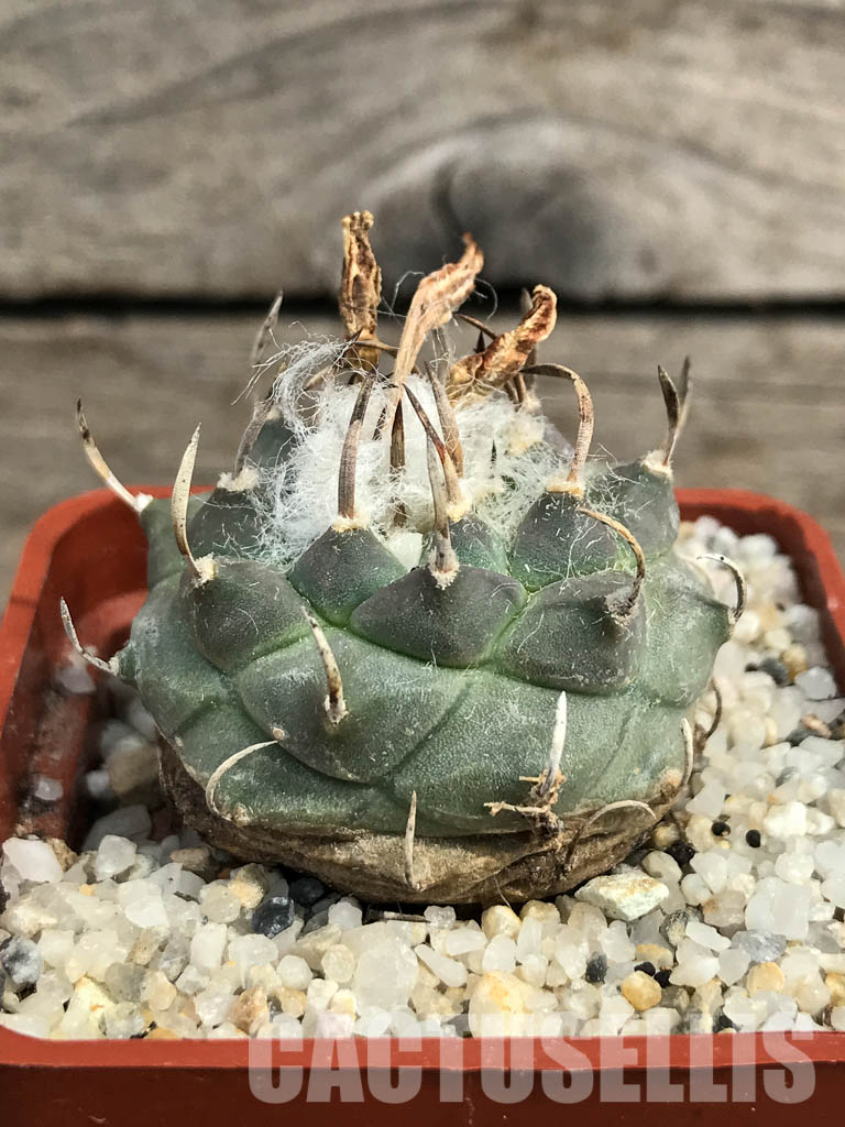 SHPR6152 Turbinicarpus klinkerianus ssp. klinkerianus - immagine 2