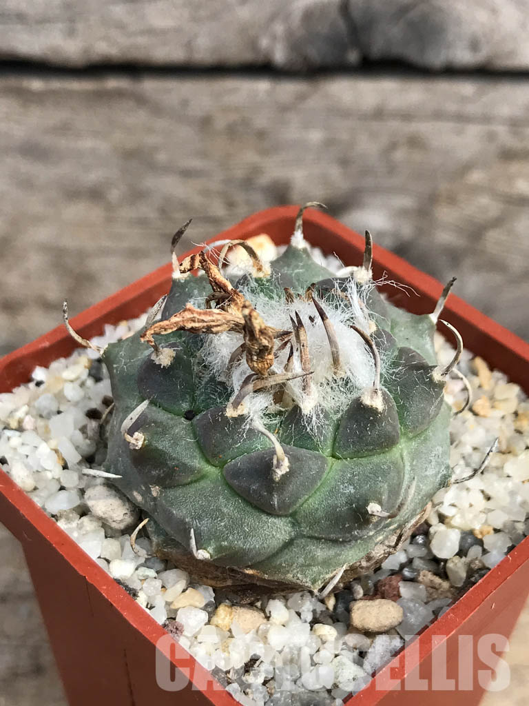 SHPR6152 Turbinicarpus klinkerianus ssp. klinkerianus - immagine 3