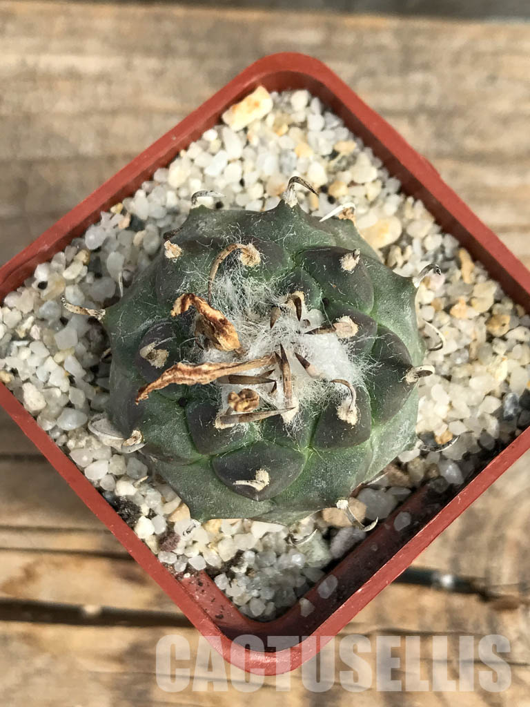 SHPR6152 Turbinicarpus klinkerianus ssp. klinkerianus - immagine 4