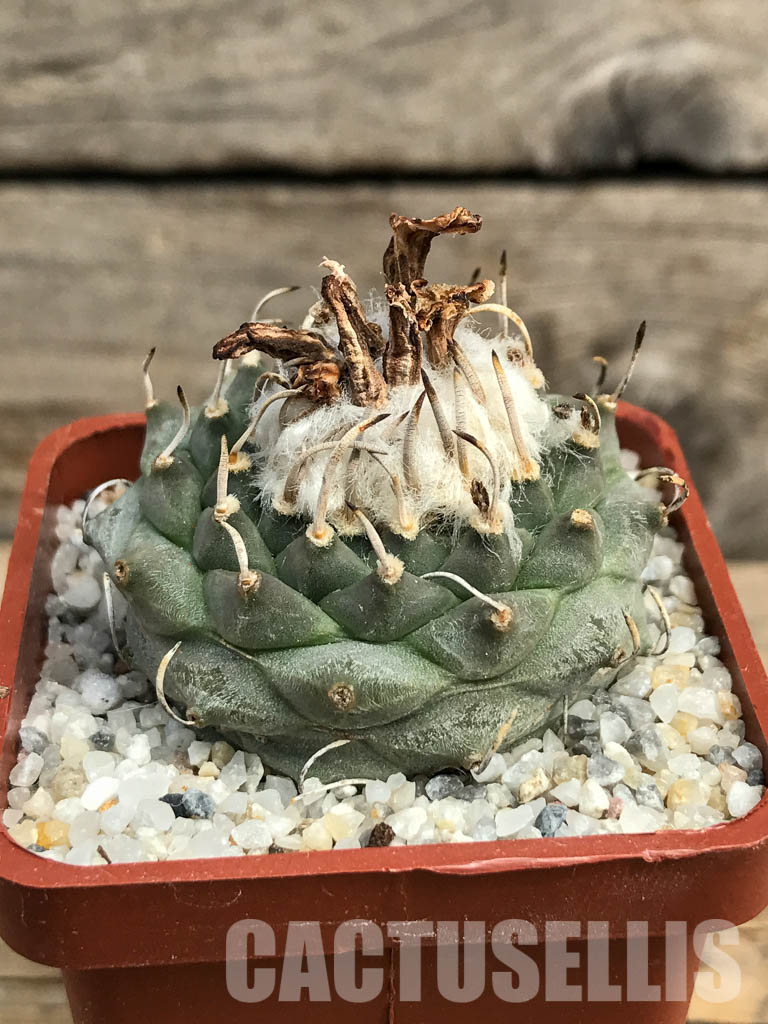 SHPR6155 Turbinicarpus schmiedickeanus subs. klinkerianus, Mexico - Image 2