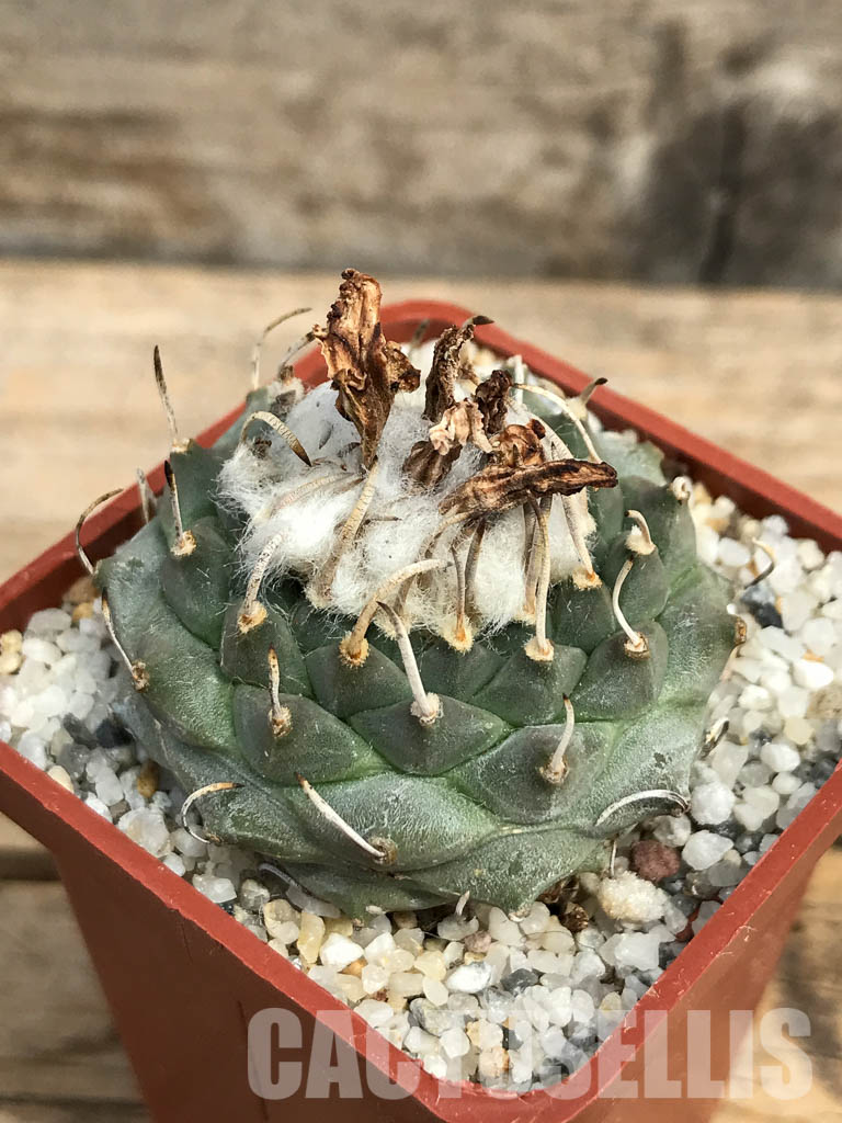 SHPR6155 Turbinicarpus schmiedickeanus subs. klinkerianus, Mexico - Image 3