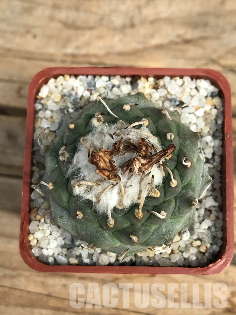 SHPR6155 Turbinicarpus schmiedickeanus subs. klinkerianus, Mexico - Image 4