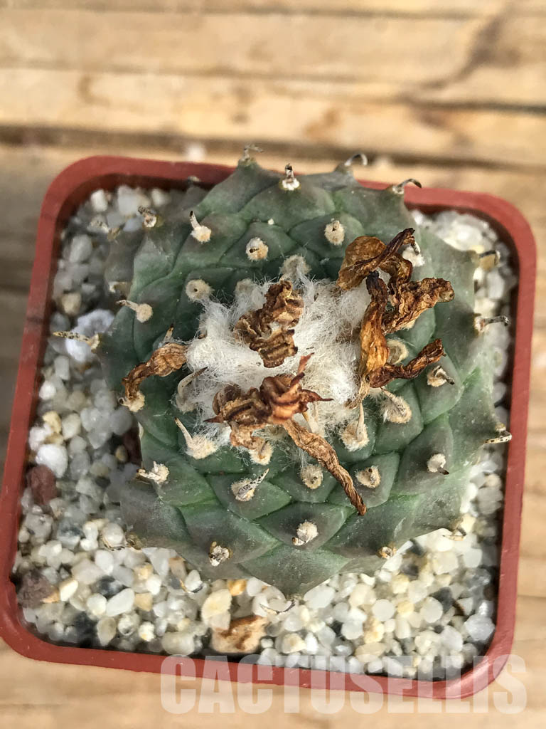 SHPR6155 Turbinicarpus schmiedickeanus subs. klinkerianus, Mexico - Image 5