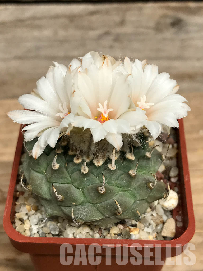 SHPR6155 Turbinicarpus schmiedickeanus subs. klinkerianus, Mexico